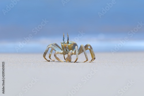 Shallow focus of a Tufted ghost crab (Ocypode cursor) on a sandy beach - Boa Vista, Cape Verde.