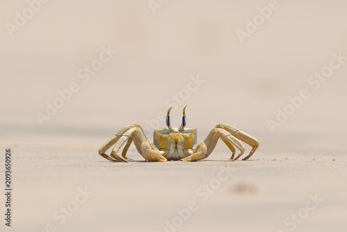 Shallow focus of a Tufted ghost crab (Ocypode cursor) on a sandy beach - Boa Vista, Cape Verde.