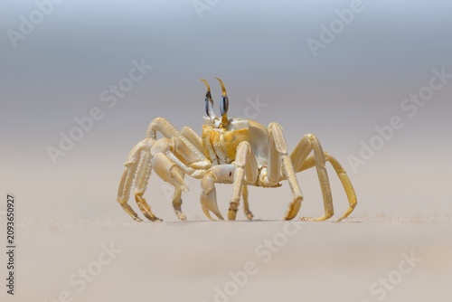 Shallow focus of a Tufted ghost crab (Ocypode cursor) on a sandy beach - Boa Vista, Cape Verde.