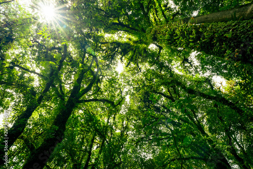 Canvastavla Green tree forest with sunlight through green leaves