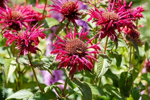 Photos Monarda didyma - Scarlet bee balm or sweet bergamot producing two-lipped tubular