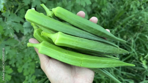Okra, called Bhindi or Lady Finger in Pakistan, shown fresh and whole.