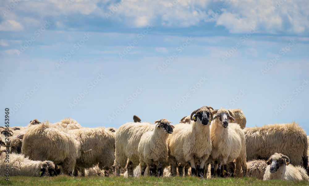 Fototapeta premium Flock of sheep in the mountains. Sheep farm - sheep farming - concept.
