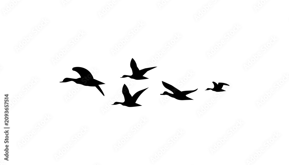 Obraz premium A flock of duck birds flying in the sky vector.
