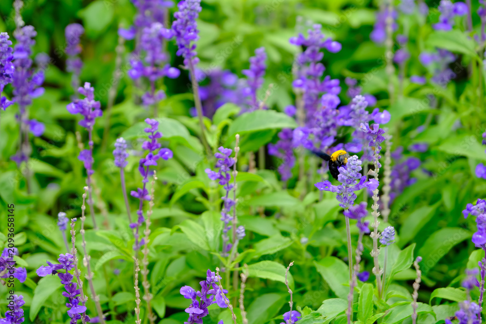 Obraz premium a vivid carpenter bee feeding nectar from small purple delphinium flower in wild garden field