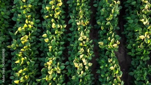Top Down Drone Flight Above Soybean Rows at Golden Hour