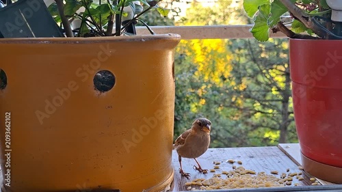 House Sparrow Eating Seeds on Balcony Between Flower Pots
