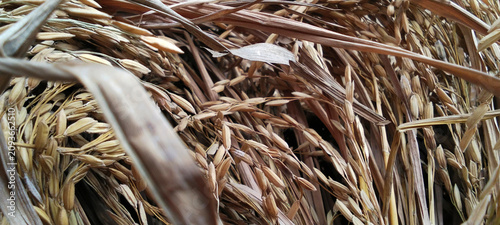The detailed texture of dried rice grains still attached to their stalks.