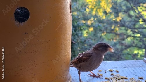 Close-Up of House Sparrow Eating Seeds on Balcony