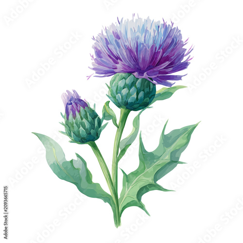 Watercolor illustration of Milk Thistle, isolated on white background
