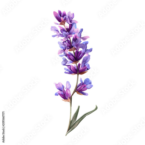 Hand-painted watercolor artwork of Lavender Flower, isolated on white background