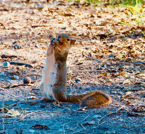 Quadro su tela squirrel on the ground