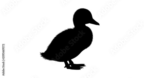 Photos Duck Silhouette Against A White Background A Detailed Black Shape waterfowl anat