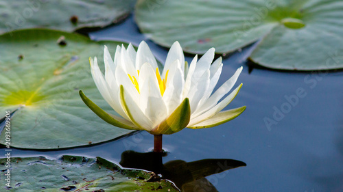 Photography white water lily