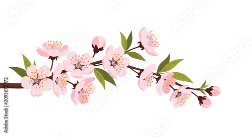 Beautiful blooming spring cherry blossom branch with delicate pink flowers and green leaves on white background.