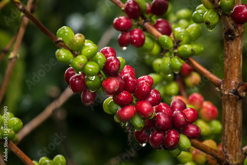 Frutos maduros, rojos, verdes y tostados del cultivo de café colombiano. Muestras de café pasilla, en pulpa, despepitado y tostado. 