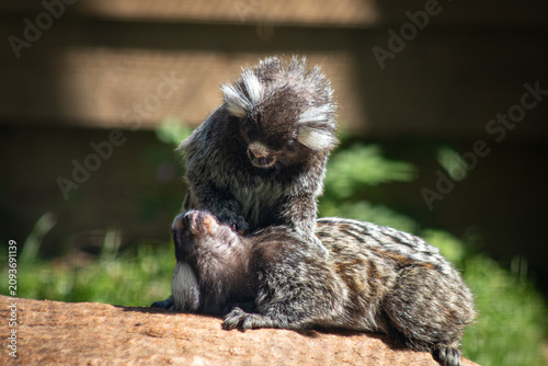Bild auf Leinwand Common marmosets interacting while resting on a wooden branch in sunlight at a zoo in Denmark