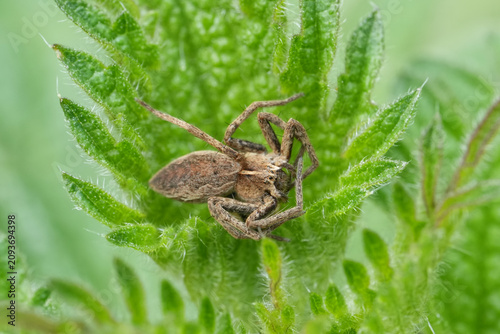 Photography Closeup on a Nursery web spider, Pisaura mirabilis mimicking a dead leaf