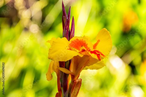 Canna indica pertenece a la familia Cannaceae.