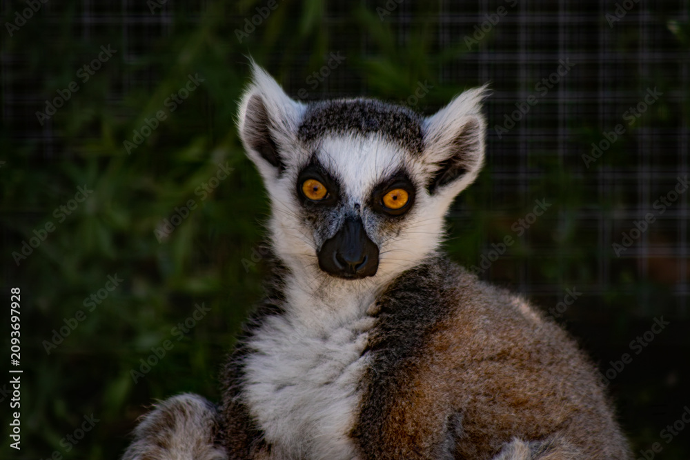 Fototapeta premium ring tailed lemur