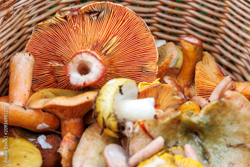 Closeup of wicker basket with saffron milk cap, russula and chanterelle mushrooms
