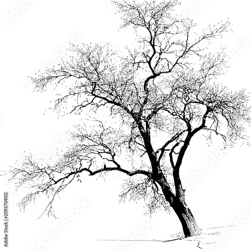 Detailed black and white sketch of a bare tree.
