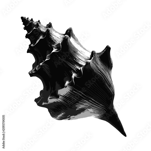 Detailed conch sea shell black and white illustration.