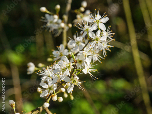 Bild auf Leinwand Sunny white blackthorn blossoms - prunus spinosa