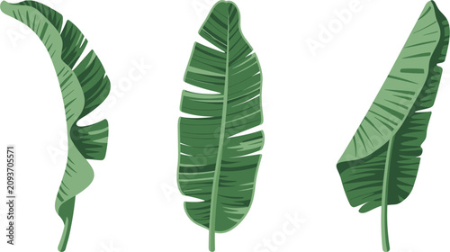 Tropical green banana leaves element set isolated on white background, summer exotic foliage vector illustration