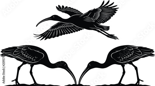 Canvas Print Black and white ibis bird vector silhouettes standing and flying isolated on cle