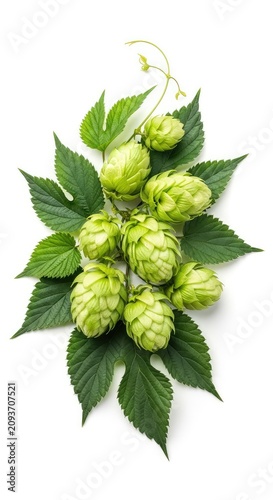 Vibrant green hop cones and lush leaves are artfully arranged against a pure white background, highlighting their organic texture and form, nature, stem, bitterness