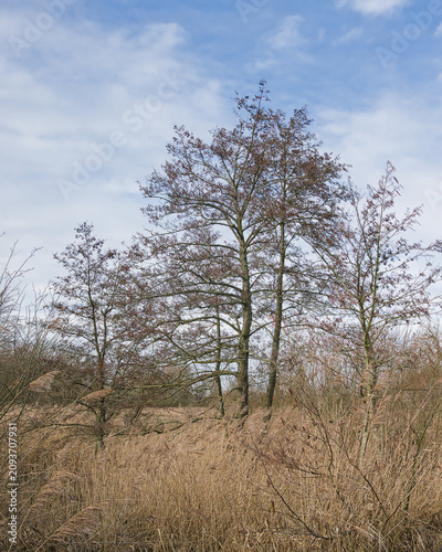 bare alder trees and reed in a marsh in Bourgoyen nature reserve, Ghent, Flanders, Belgium
