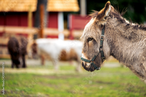 Curious Donkey Portrait on a Rural Farm with Barn Background