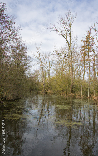 swamp in a bare winter forest in Bourgoyen nature reserve, Ghent, Flanders, Belgium
