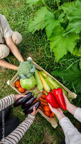 Obraz na plátně Children harvesting fresh organic vegetables from a garden, a bounty of nature's