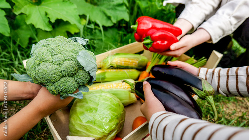 Foto Children harvesting fresh vegetables from a garden, a bounty of healthy food