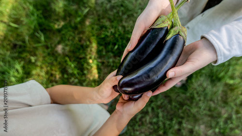 Hands sharing freshly harvested eggplants from a garden on a sunny day