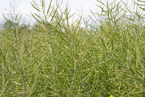 Slika na platnu Green foliage of tall plants with slender, elongated leaves swaying gently in th