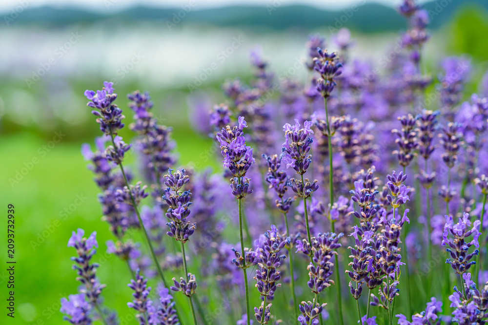 Obraz premium Lavender flower field, Blooming Violet fragrant lavender flowers. Growing Lavender swaying on wind over sunset sky, harvest, perfume ingredient, aromatherapy. Lavender field, Perfume ingredient
