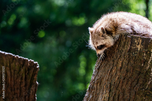 Bild auf Leinwand Curious Raccoon Looking Down from a Tree Trunk in the Forest