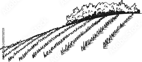 Bild auf Leinwand 背景に作物の列と木々があるブドウ畑または農地のシンプルな白黒の手描きイラスト