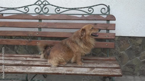 Fluffy dog looking at camera on bench, Happy fluffy ginger dog looking at camera while sitting on wooden bench