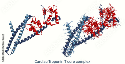 Fotografie Cardiac Troponin T core complex, 3D render molecular model of myocardial infarct