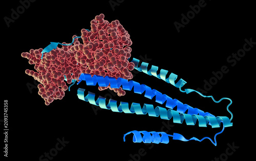 Cuadro en lienzo Human cardiac troponin complex molecular structure, 3D render of muscle protein