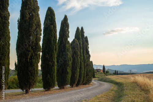 A winding cypress-lined road leads through the rolling hills of Tuscany, Italy, glowing in warm evening light beneath a peaceful summer sky.