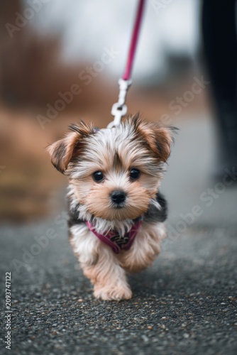 Adorable Yorkshire Terrier puppy on a leash, taking its first steps outdoors