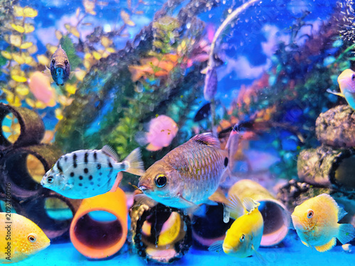 The aquarium is home to a school of brightly coloured tropical fish, including species of cichlids and characins.