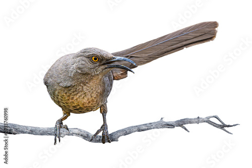 Curve-billed Thrasher (Toxostoma curvirostre) Photo, Perched on a Transparent Isolated PNG Background