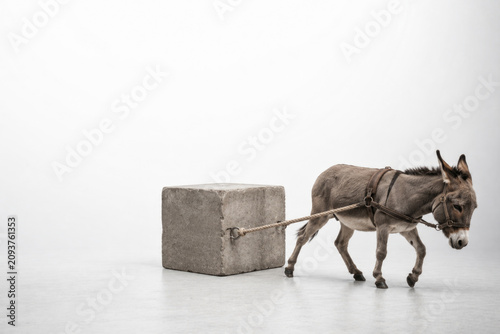 Donkey pulls a concrete block with rope. Space for text.