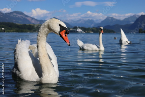Foto swans on the lake
